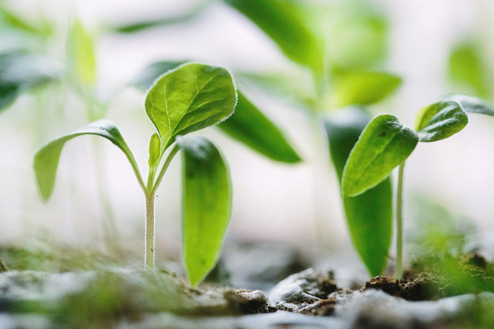 Skarta Group seeks momentum for growth on the stock market